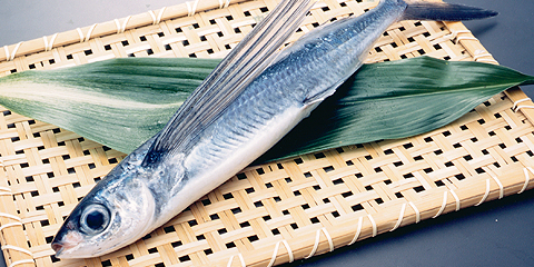 トッピ―（トビウオ）｜鹿児島県｜全国のプライドフィッシュ｜プライド