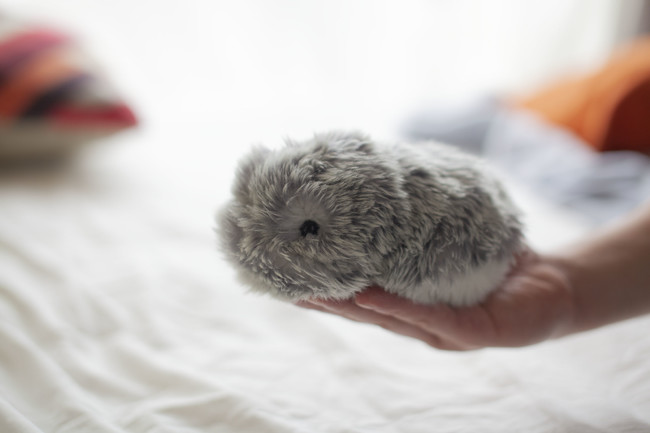 日本発のハードウェア・スタートアップ『Vanguard Industries株式会社