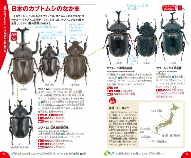 カブト・クワガタの採集率が劇的にUP！見つけ方から飼い方まで写真で