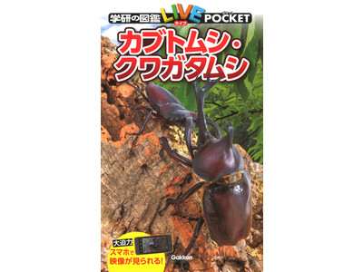カーニバル 約40匹カブトクワガタ本物標本まとめ売り カーニバル 約40