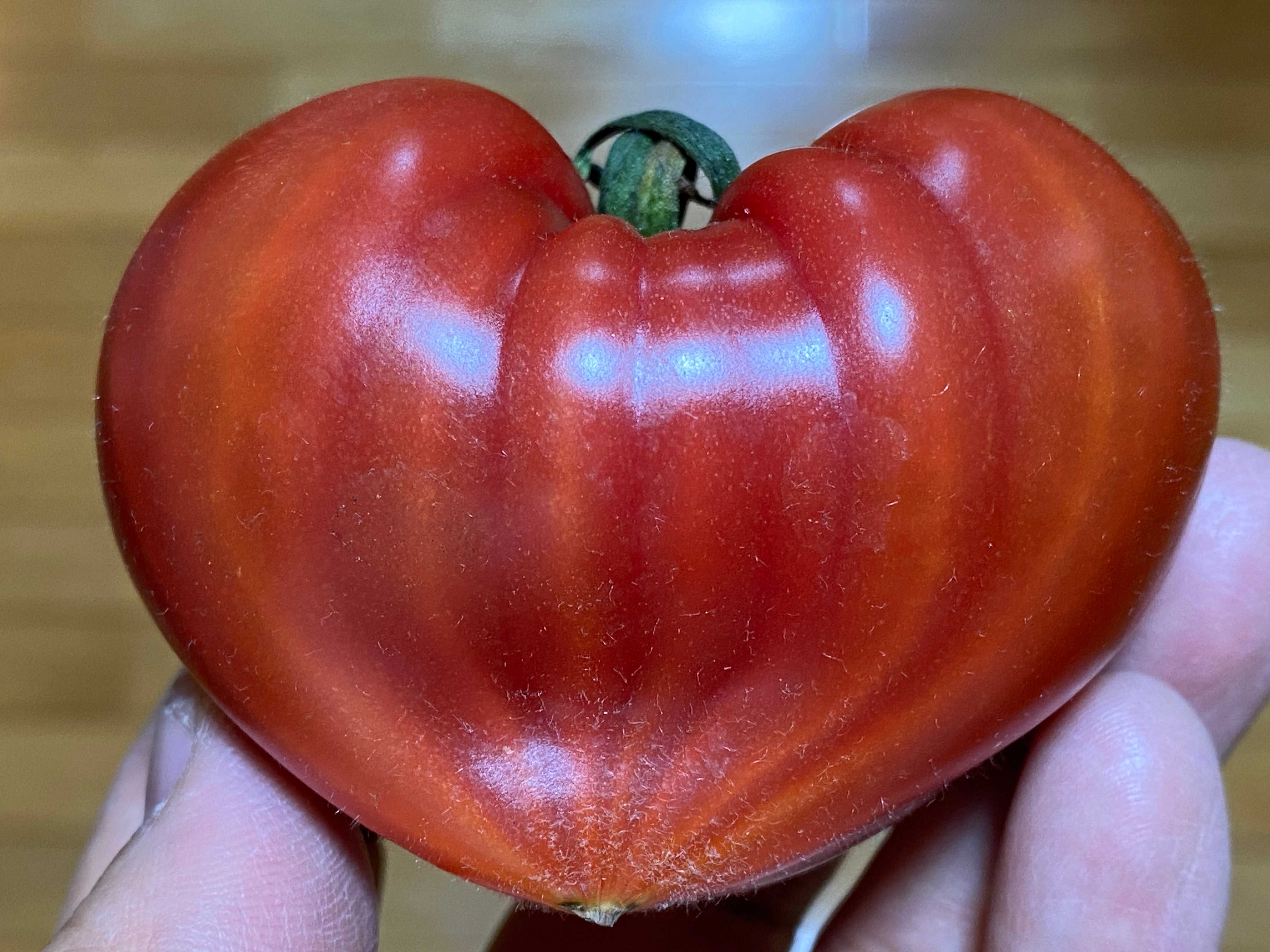 ルビーのしずく！フルーツトマト「大島トマト」は傑作です 長崎県西海