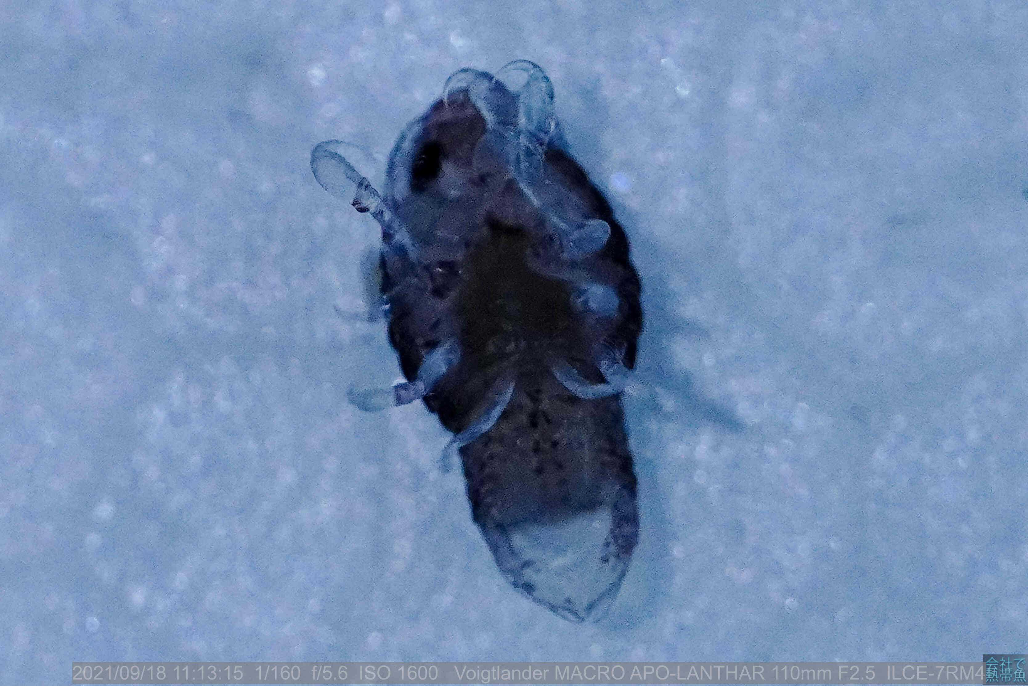 youtube動画にあげていた寄生虫。 - 会社で熱帯魚のブログ