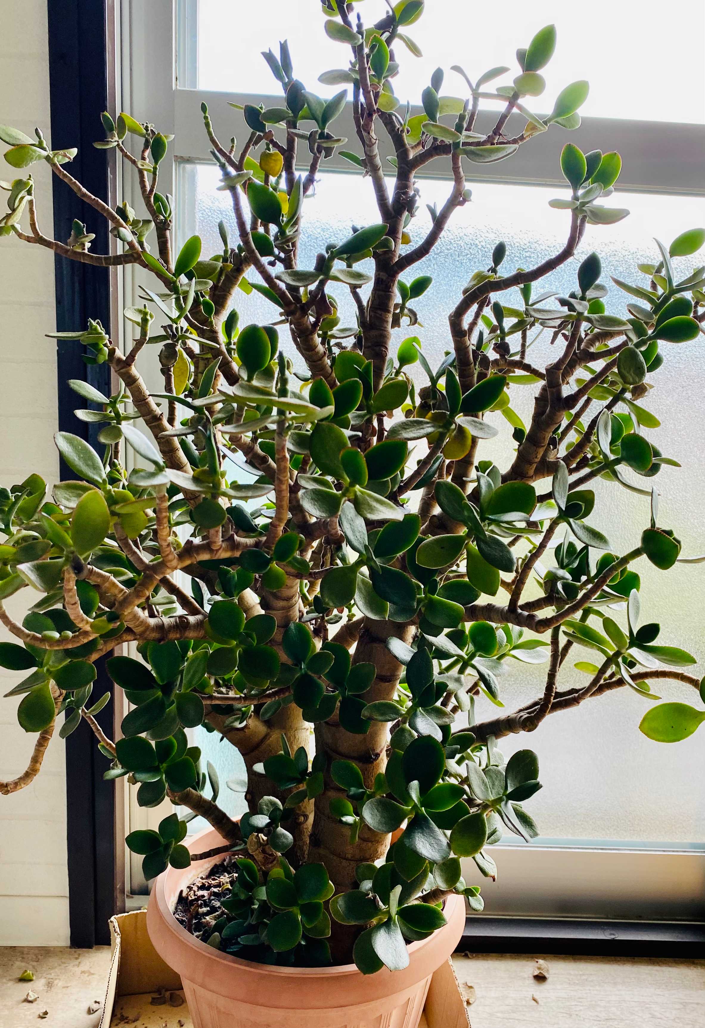 多肉⭐︎LOVE 「金のなる木の正式名称は？」 My多肉図鑑 - 団地日記