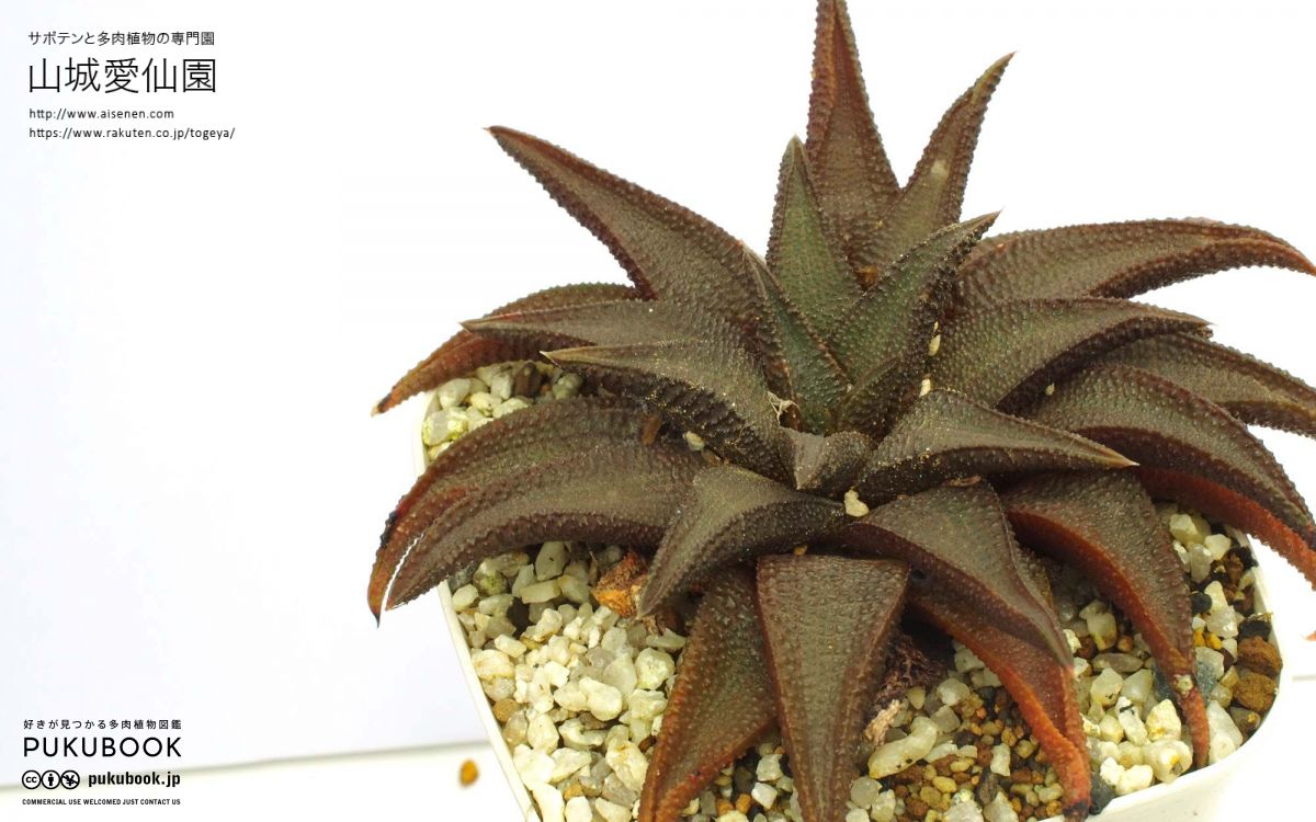 ハオルチア コエルマニオルム Haworthia koelmaniorum｜多肉植物図鑑