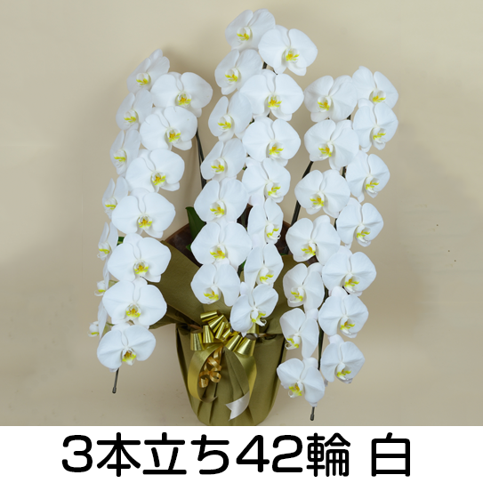 法人様向け贈答用胡蝶蘭販売「蘭贈くん」 / 胡蝶蘭大輪 3本立ち 42輪以上