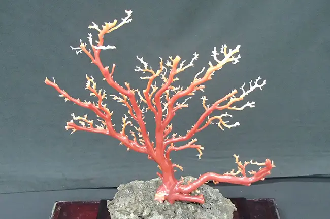 2678-6 国産赤珊瑚原木 血赤珊瑚 総重量12.6g 2678-6 国産赤珊瑚原木