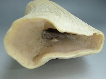 鯨歯 マッコウクジラ 彫刻・印材・根付用 745g 高価買取しました。千葉