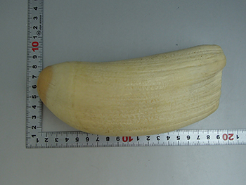 鯨歯 マッコウクジラ 彫刻・印材・根付用 745g 高価買取しました。千葉