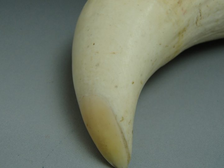 1本で561gもあるマッコウクジラの歯の買取価格は一体いくら！？ - 買取