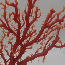 赤珊瑚の原木は今でも超高額買取が実現します！ 福島県のお客様 - 買取