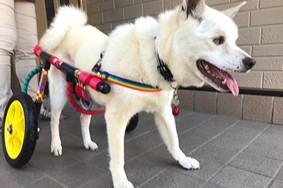 製品 - 【愛知県】可愛い犬用車椅子プラスワン
