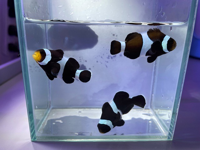 いろんなクマノミ！ | 名古屋のペットショップRemix【リミックス・ペポニ】