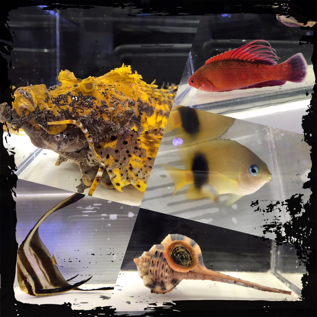 ちょい変わり種🐚 | 名古屋のペットショップRemix【リミックス・ペポニ】