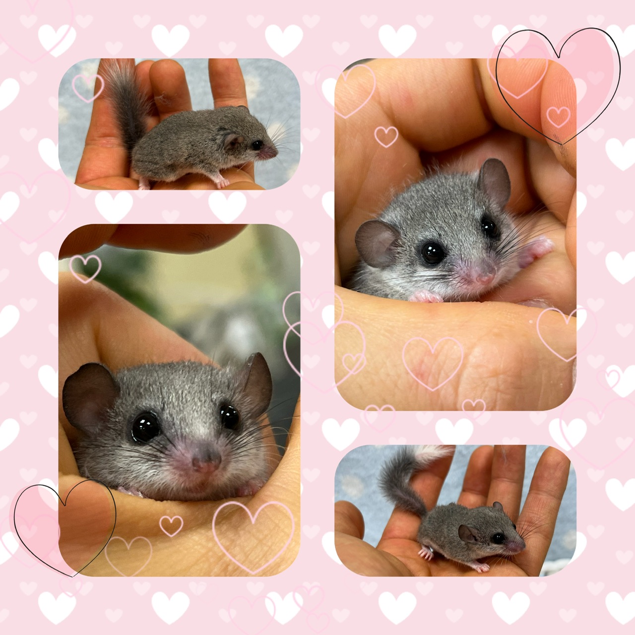 インター小動物】やっぱり可愛いアフリカヤマネ！ | 名古屋のペット