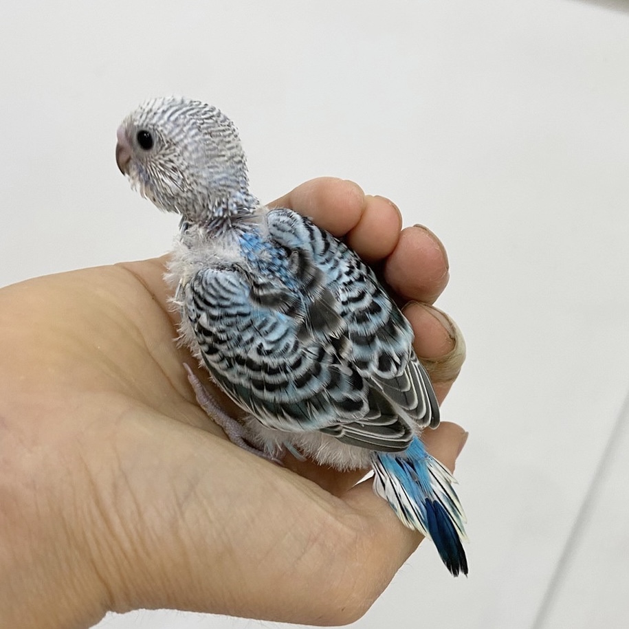 春日井小動物】定番インコ！セキセイ！ | 名古屋のペットショップRemix