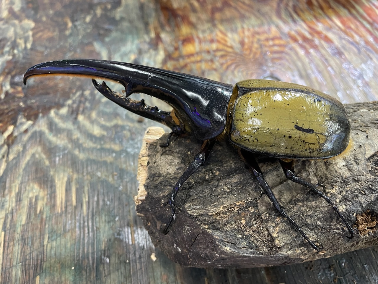 ムシキング！！！！！！！！ | 名古屋のペットショップRemix