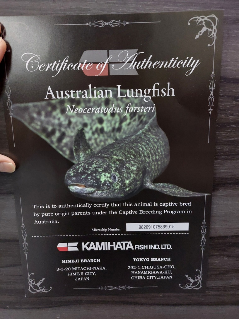 待望のネオケラ入荷春日井熱帯魚 | 名古屋のペットショップRemix