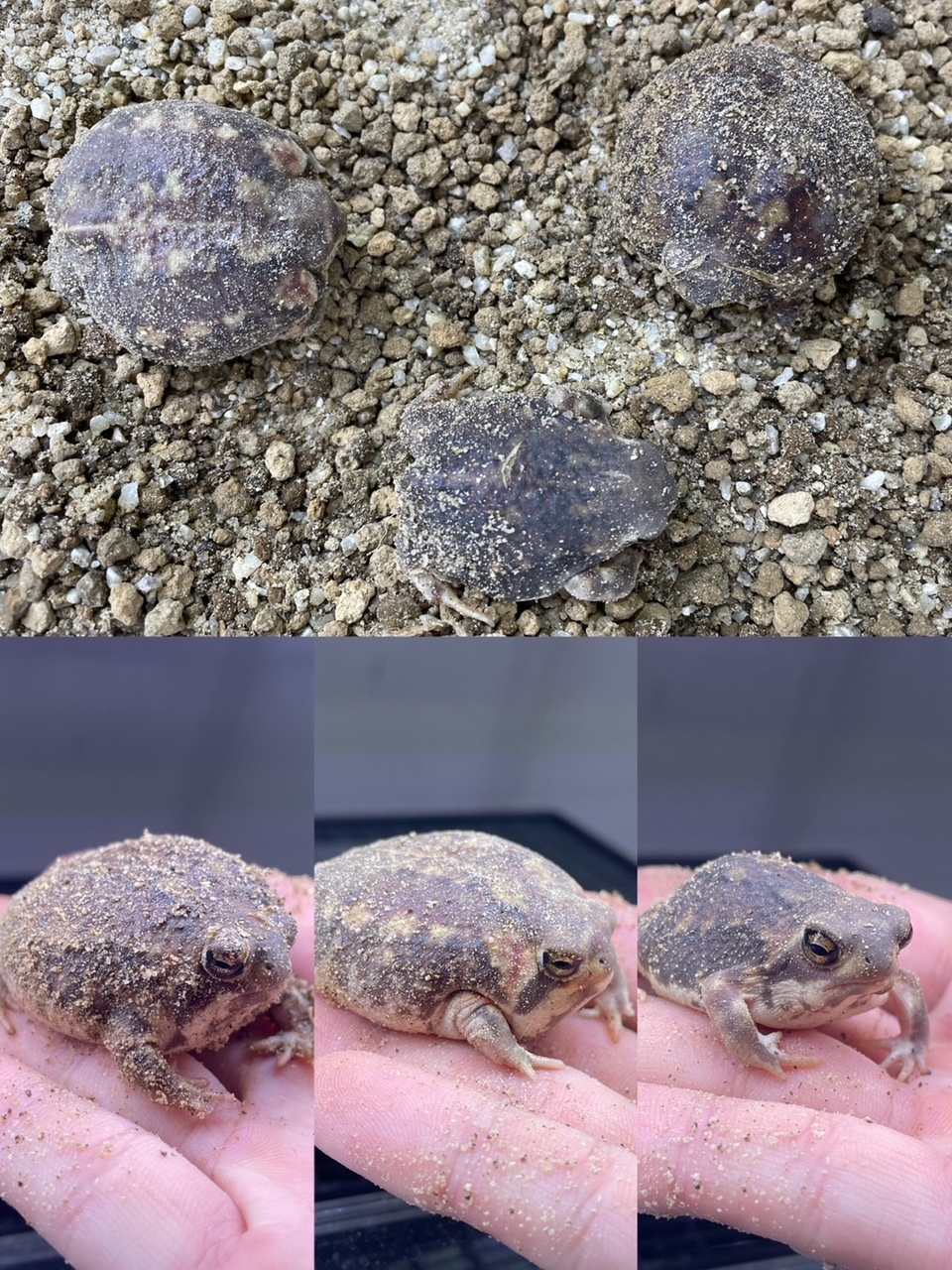 春日井爬虫類】大人気あのカエル！！ | 名古屋のペットショップRemix