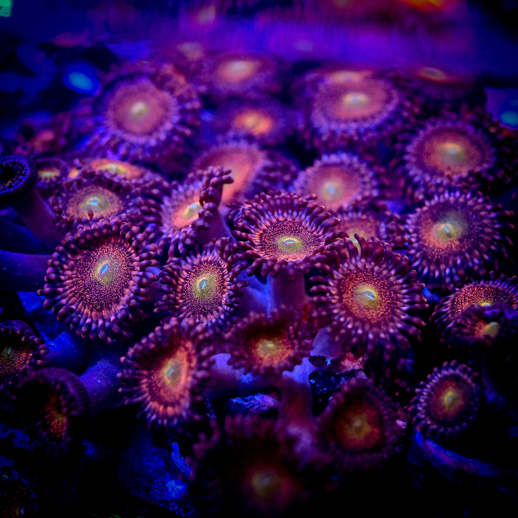 Reef Chasers | Buy Corals Online | Zoanthid | Palythoa | Coral Sale