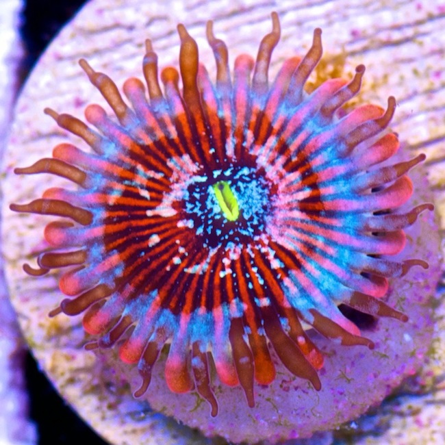 Cherry Corals' latest crop of extreme zoanthid closeups will melt