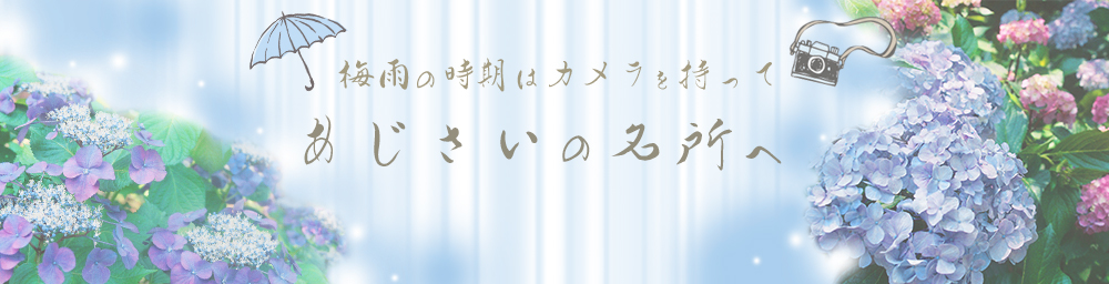 梅雨の時期はカメラを持ってあじさいの名所へ！ | refocus | 暮らしと