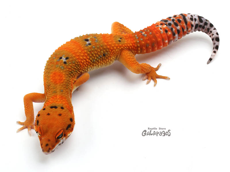 レオパがいっぱい！ | レプタイルストア ガラパゴス