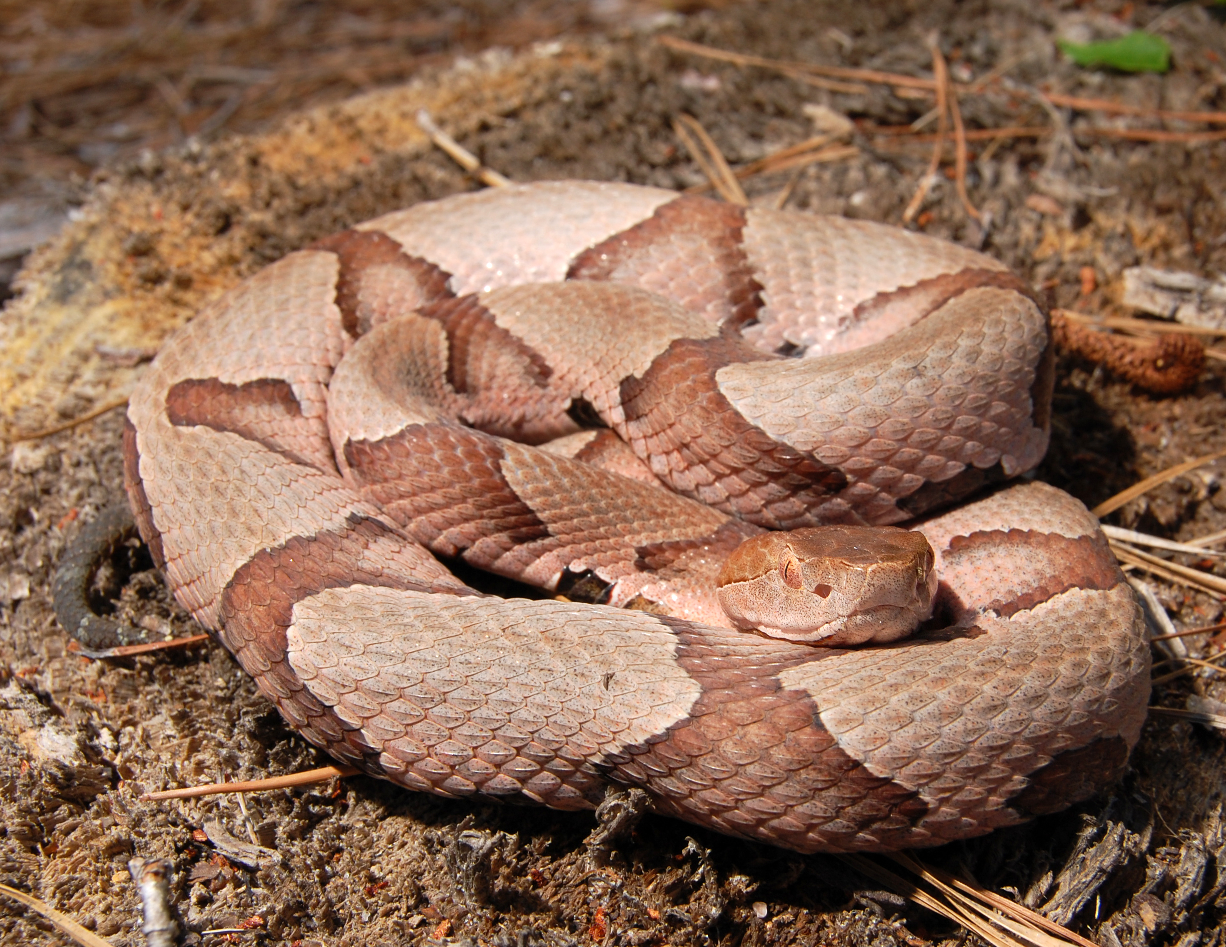 A Newcomer's Guide to Venomous Snakes of the Southeast
