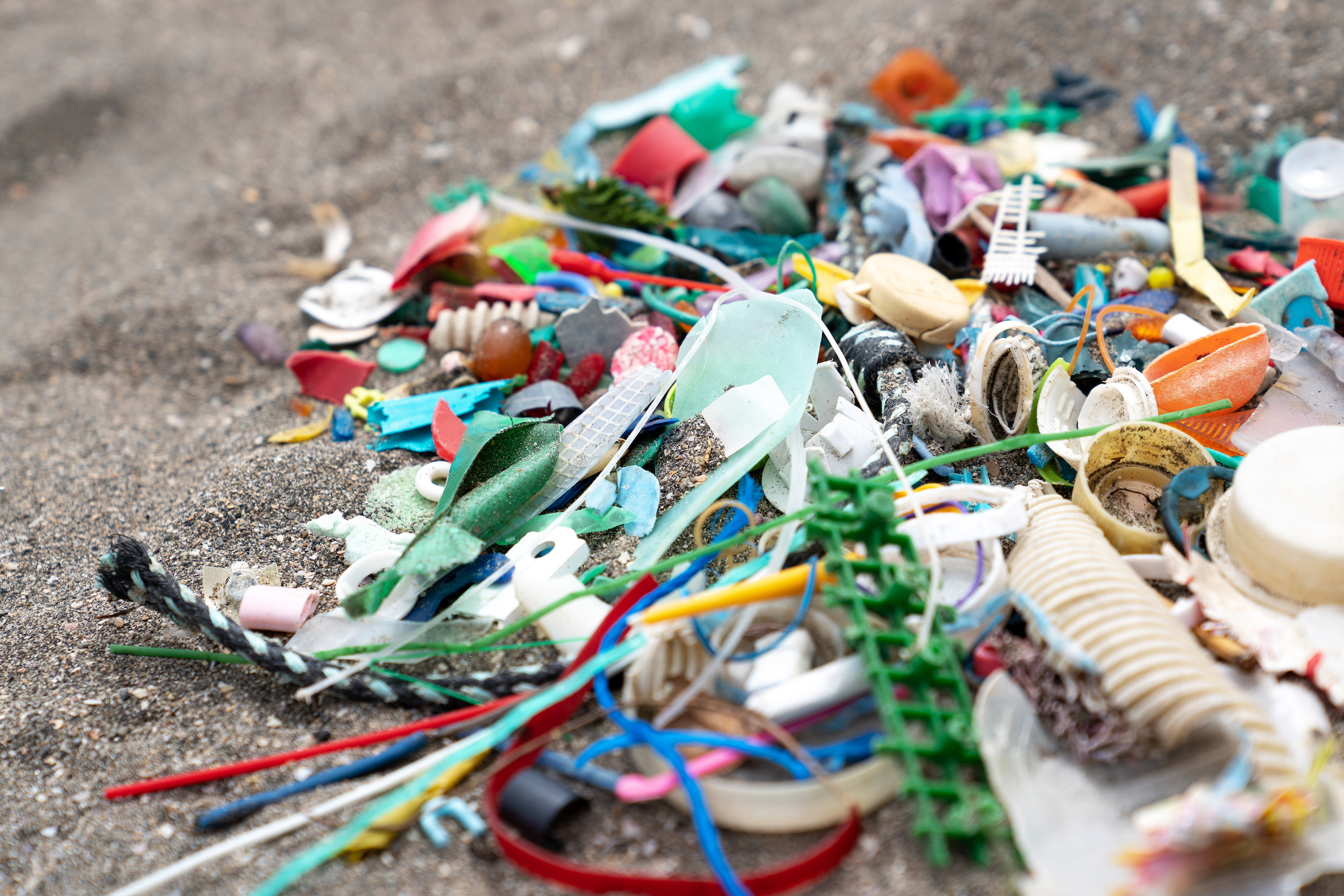 hi-dutch Dolphin Art Making Story | Journal | RHC ronherman