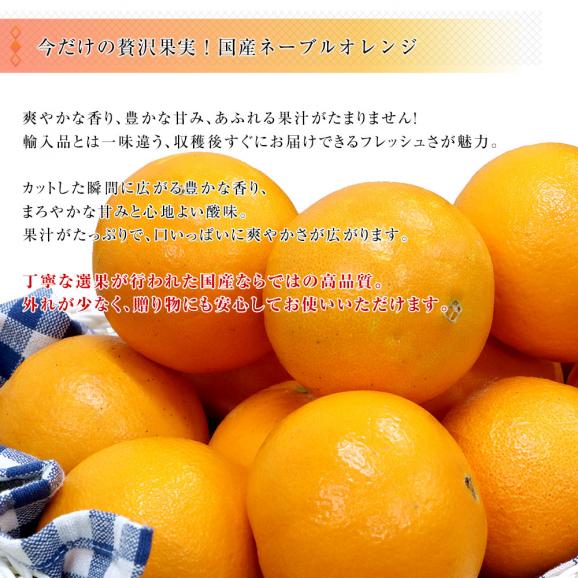 和歌山県 JAわかやま 紀北地域本部 国産ネーブルオレンジ Lから3L