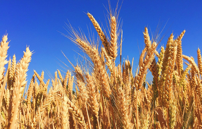 ウィートジャームオイルの販売 | 手作り専門店 | リンガリンガソープ