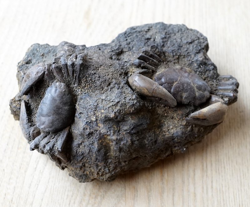 母岩付きカニ化石 新生代(鮮新世) インドネシア産 01 利中天然石