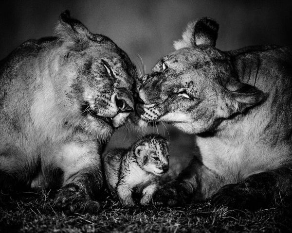 YellowKorner（イエローコーナー）について - イエローコーナー公式