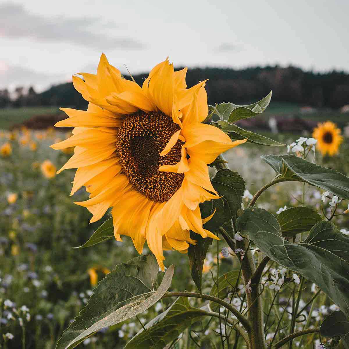 Pore Cleansing Oil 15ml/0.5 fl. oz.