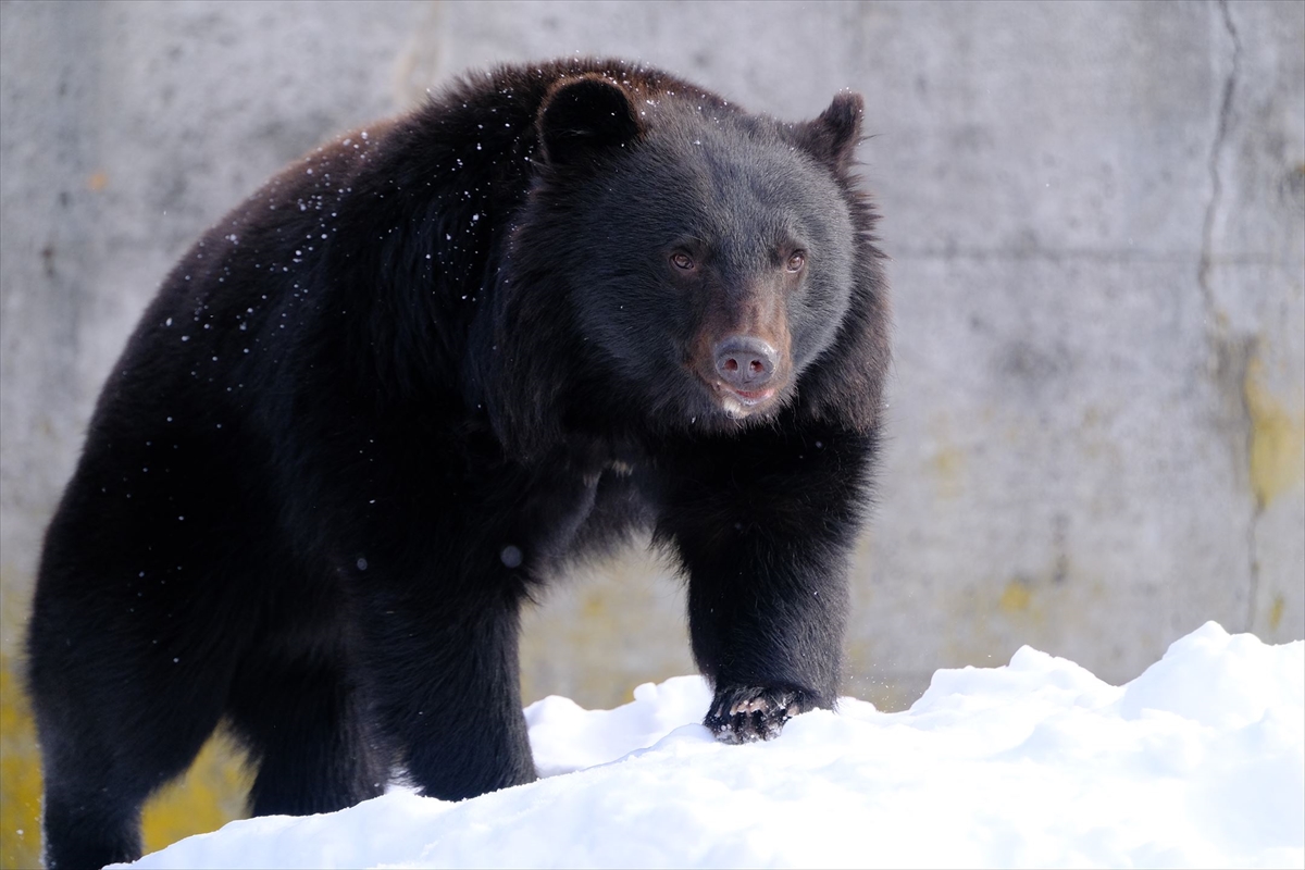 ツキノワグマのエキスが入った『熊力ドリンク』を飲んだら衝撃の事実が