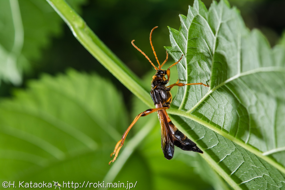 オニホソコバネカミキリ