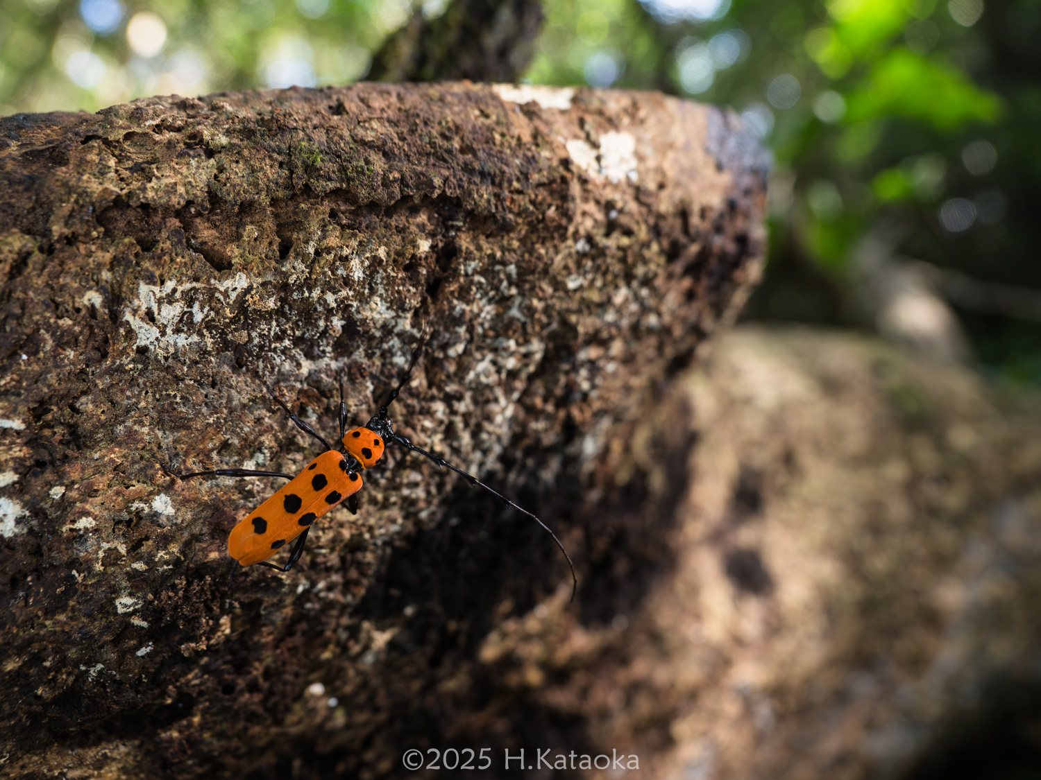 フェリエベニボシカミキリ