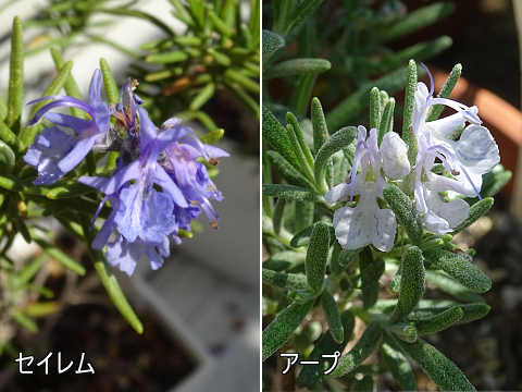 比較／考察】正体不明のローズマリーの品種を考える: まんねんろうの