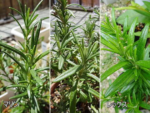 比較／考察】正体不明のローズマリーの品種を考える: まんねんろうの