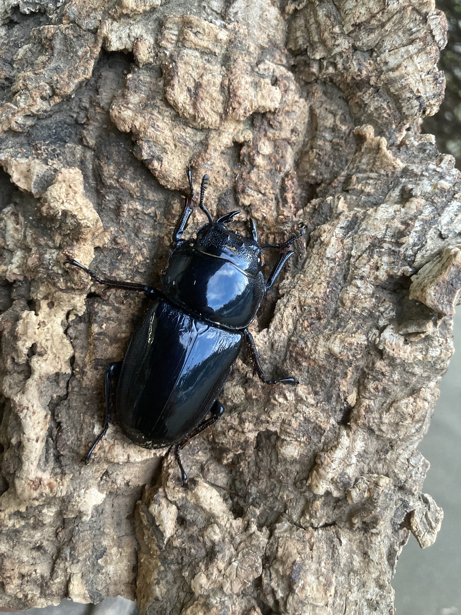 グランディスオオクワガタ 88．2mmペア WD】《グランディスオオクワ