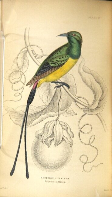 The naturalist's library | William Jardine