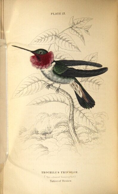 The naturalist's library | William Jardine