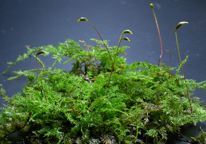 シノブゴケの一種【レヨンベールアクア】