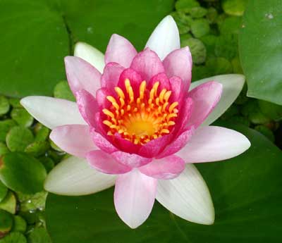 温帯種 スイレン 睡蓮 アトラクション【レヨンベールアクア】