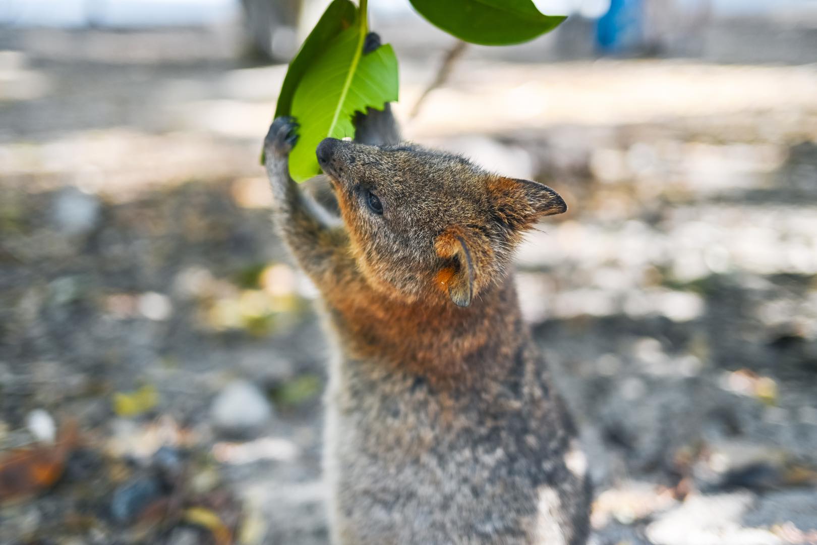 世界一しあわせな動物クオッカに会いにゆく！」ロットネスト島ツアーガイド