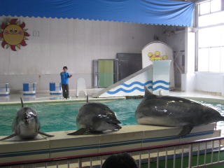 茶平工業 記念メダルコレクション 北海道 おたる水族館