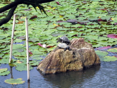 茶平工業 記念メダルコレクション 京都 竜安寺（龍安寺）