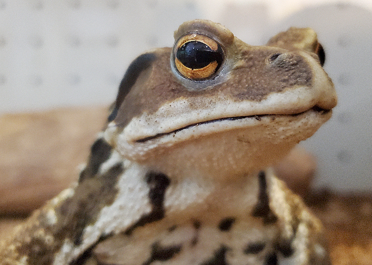 面河山岳博物館 企画展 「やまのぬし ヒキガエル」 愛媛/久万高原町