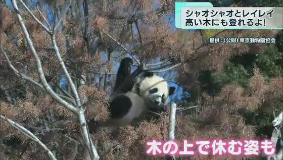双子のパンダ、シャオシャオとレイレイ 元気に木登り｜TOKYO MX+（プラス）