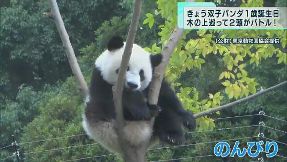 シャオシャオとレイレイ、1歳の誕生日 じゃれ合う様子も｜TOKYO MX+