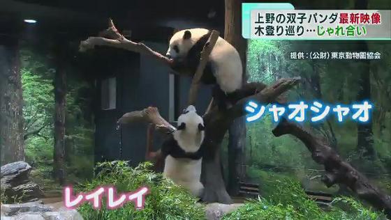 上野動物園の双子パンダ 木登り巡ってじゃれ合う｜TOKYO MX+（プラス）